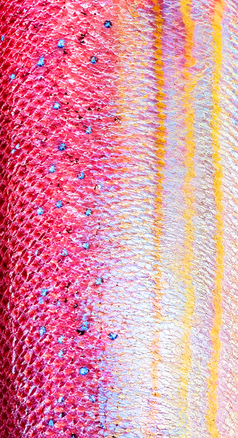 AP Sports Rod Handle Wrap - SNAPPER