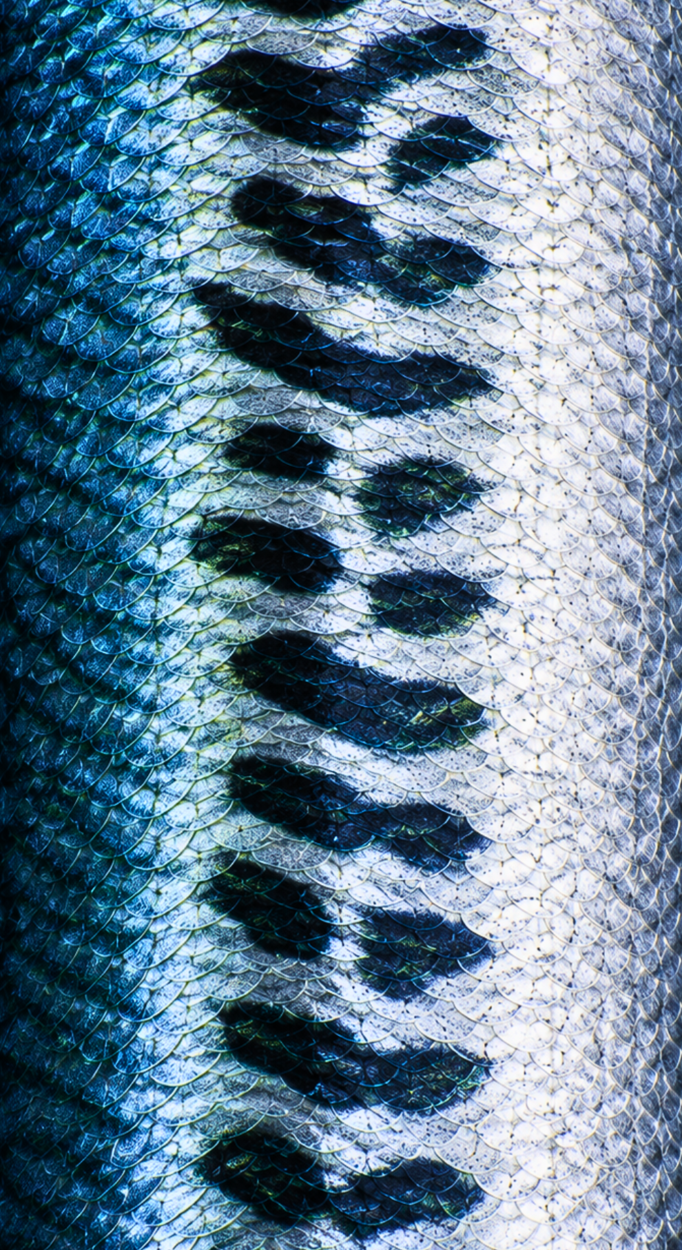 AP Sports Rod Handle Wrap - SPANISH MACKEREL